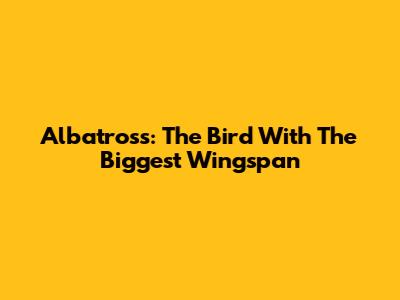 Albatross: The Bird With The Biggest Wingspan