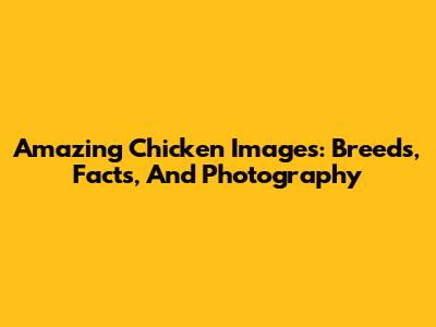 Amazing Chicken Images: Breeds, Facts, And Photography