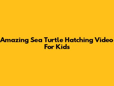 Amazing Sea Turtle Hatching Video For Kids