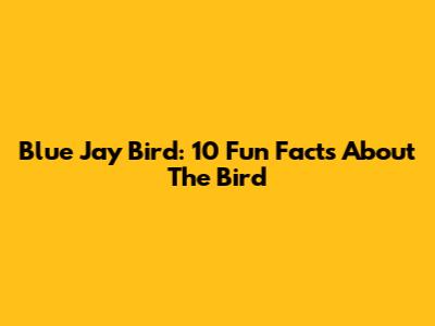 Blue Jay Bird: 10 Fun Facts About The Bird