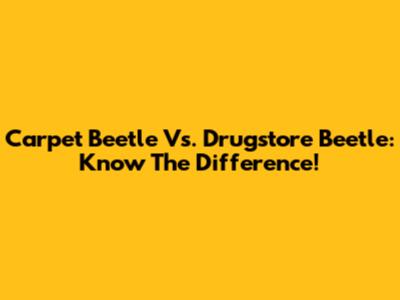 Carpet Beetle Vs. Drugstore Beetle: Know The Difference!