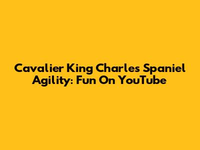 Cavalier King Charles Spaniel Agility: Fun On YouTube