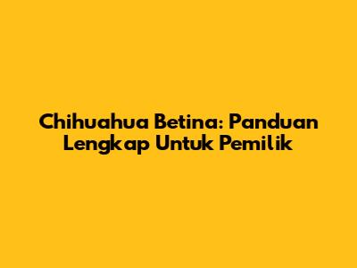 Chihuahua Betina: Panduan Lengkap Untuk Pemilik