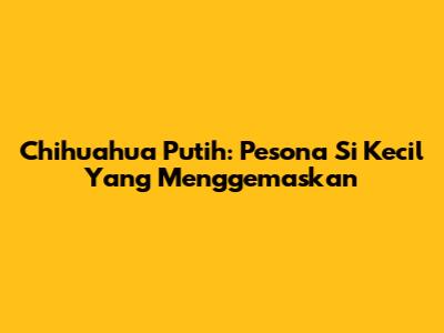 Chihuahua Putih: Pesona Si Kecil Yang Menggemaskan