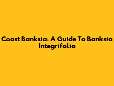 Coast Banksia: A Guide To Banksia Integrifolia