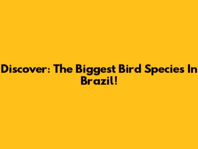 Discover: The Biggest Bird Species In Brazil!