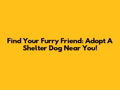 Find Your Furry Friend: Adopt A Shelter Dog Near You!