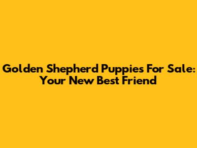 Golden Shepherd Puppies For Sale: Your New Best Friend
