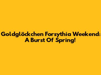 Goldglöckchen Forsythia Weekend: A Burst Of Spring!