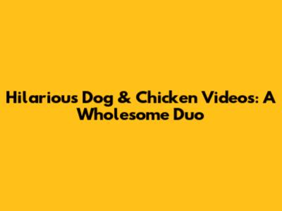 Hilarious Dog & Chicken Videos: A Wholesome Duo