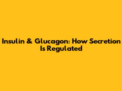 Insulin & Glucagon: How Secretion Is Regulated