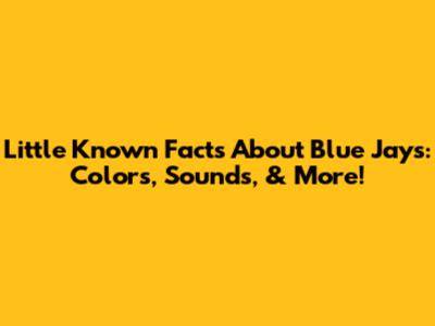 Little Known Facts About Blue Jays: Colors, Sounds, & More!