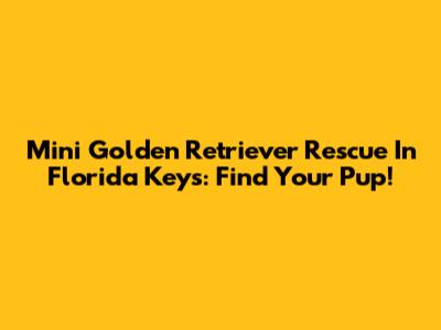Mini Golden Retriever Rescue In Florida Keys: Find Your Pup!