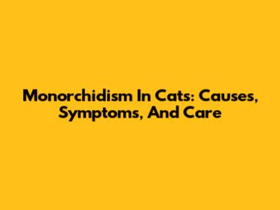 Monorchidism In Cats: Causes, Symptoms, And Care
