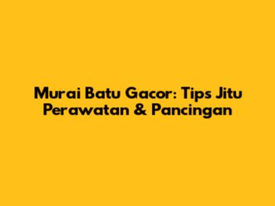 Murai Batu Gacor: Tips Jitu Perawatan & Pancingan