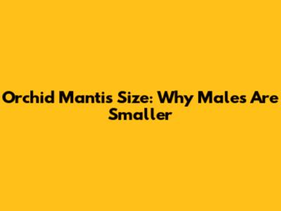 Orchid Mantis Size: Why Males Are Smaller