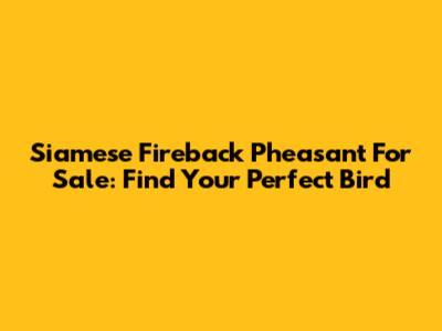Siamese Fireback Pheasant For Sale: Find Your Perfect Bird
