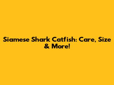 Siamese Shark Catfish: Care, Size & More!