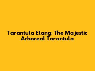 Tarantula Elang: The Majestic Arboreal Tarantula