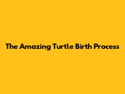 The Amazing Turtle Birth Process