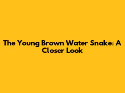 The Young Brown Water Snake: A Closer Look