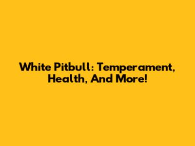 White Pitbull: Temperament, Health, And More!