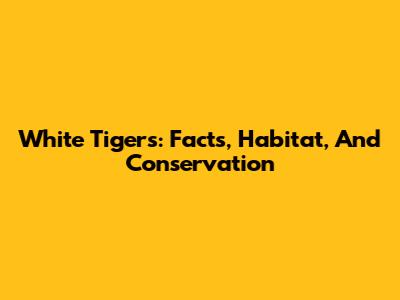 White Tigers: Facts, Habitat, And Conservation