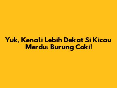 Yuk, Kenali Lebih Dekat Si Kicau Merdu: Burung Coki!