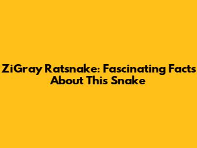ZiGray Ratsnake: Fascinating Facts About This Snake